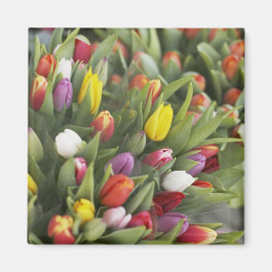 Bunte Tulpen Magnet