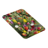 Bunte Tulpen Magnet (Rechte Seite)