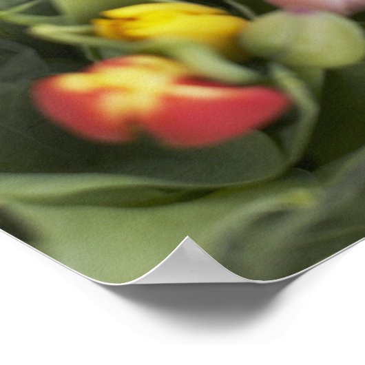 Bunte Tulpen Poster (Ecke)