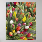 Bunte Tulpen Poster (Vorne)