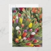 Bunte Tulpen Postkarte (Vorne/Hinten)