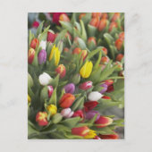 Bunte Tulpen Postkarte (Vorderseite)
