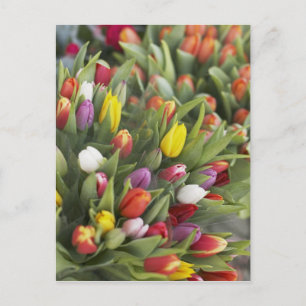 Bunte Tulpen Postkarte