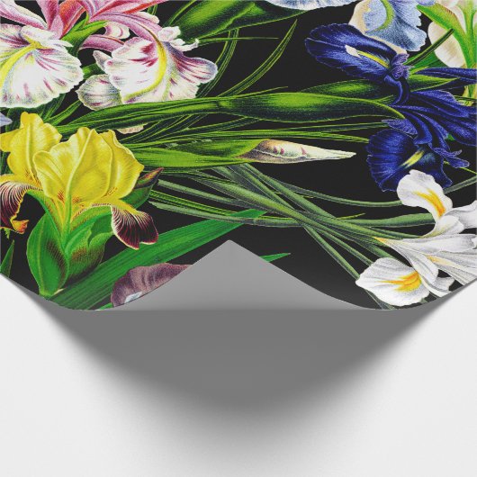 Bunte viktorianische Iris-Blumen auf schwarzem Geschenkpapier (Ecke)