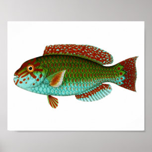 Bunte Vintage Fische Poster