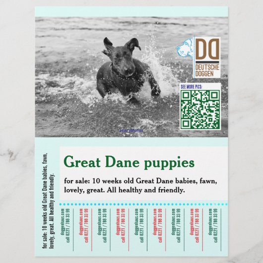 Bunter abreißbarer Hundeflyer  Flyer (Vorne)