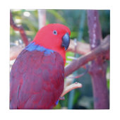 Bunter eclectus Papagei Fliese (Vorderseite)