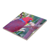 Bunter eclectus Papagei Fliese (Seite)