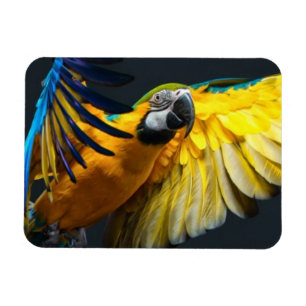 Bunter Fliegen Ara auf einem dunklen Hintergrund Magnet