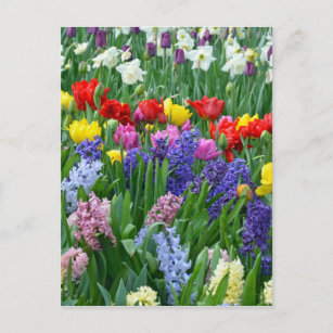 Bunter Frühlings-Blumengarten Postkarte