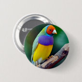 Bunter gouldian Fink Button (Vorne & Hinten)