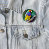 Bunter gouldian Fink Button (Beispiel)