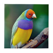 Bunter gouldian Fink Fliese (Vorderseite)