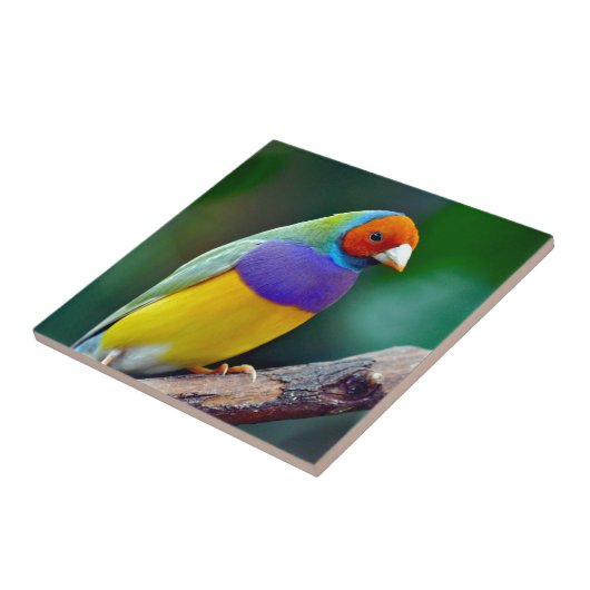 Bunter gouldian Fink Fliese (Seite)