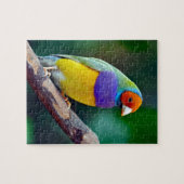 Bunter gouldian Fink Puzzle (Horizontal)