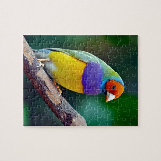 Bunter gouldian Fink Puzzle (Horizontal)