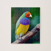 Bunter gouldian Fink Puzzle (Vertikal)