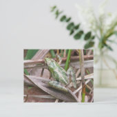 Bunter Krickfrosch Postkarte (Stehend Vorderseite)