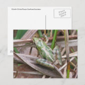 Bunter Krickfrosch Postkarte (Vorne/Hinten)