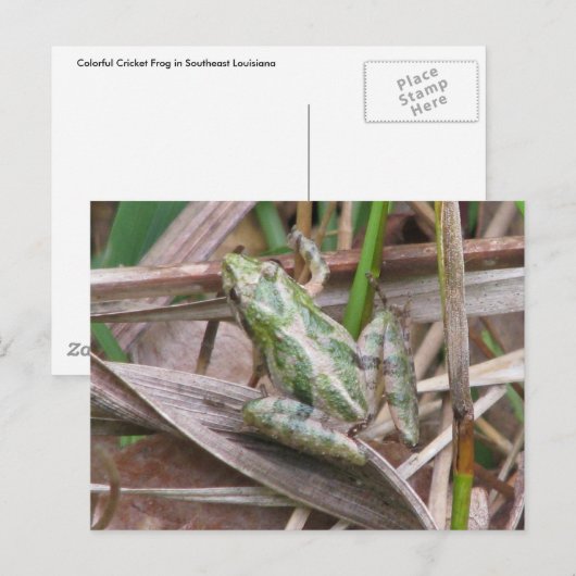 Bunter Krickfrosch Postkarte (Vorne/Hinten)