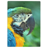 Bunter Macawpapagei Klemmbrett (Rückseite)