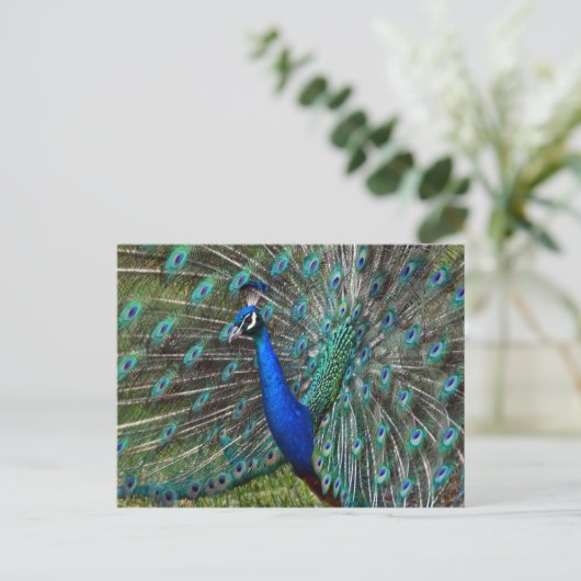 Bunter männlicher Pfau Postkarte (Stehend Vorderseite)