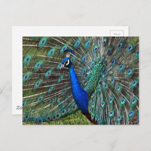 Bunter männlicher Pfau Postkarte (Vorne/Hinten)