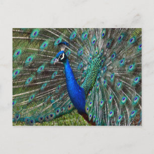 Bunter männlicher Pfau Postkarte
