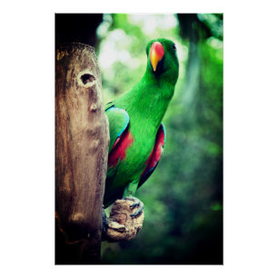 Bunter Papagei-Bird Poster