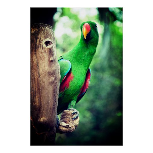 Bunter Papagei-Bird Poster (Vorderseite)