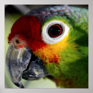 Bunter Papageienposter Poster