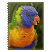 Bunter Parakeet Notizblock (Vorderseite)