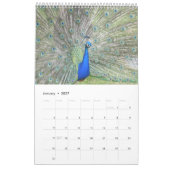 Bunter Pfau 2017 Kalender (Jan 2027)