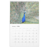 Bunter Pfau 2017 Kalender (Jan 2026)