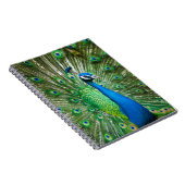 Bunter Pfauenvogel Notizblock (Rechte Seite)