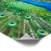 Bunter Pfauenvogel Poster (Ecke)