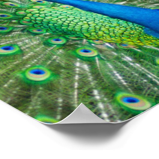 Bunter Pfauenvogel Poster (Ecke)