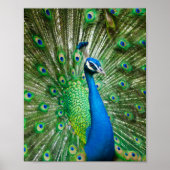 Bunter Pfauenvogel Poster (Vorne)