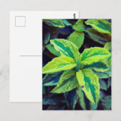 Bunter Salbei Postkarte (Vorne/Hinten)