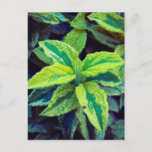 Bunter Salbei Postkarte (Vorderseite)