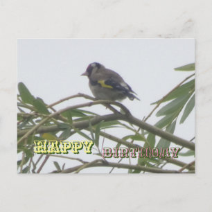 Bunter Stieglitz Froher Geburtstag Grußkarte Postkarte