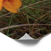 Buntes Daisy, Lubec Maine Poster (Ecke)