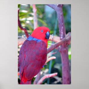 Buntes eclectus Papageienplakat Poster