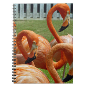 Buntes Flamingonotizbuch Notizblock