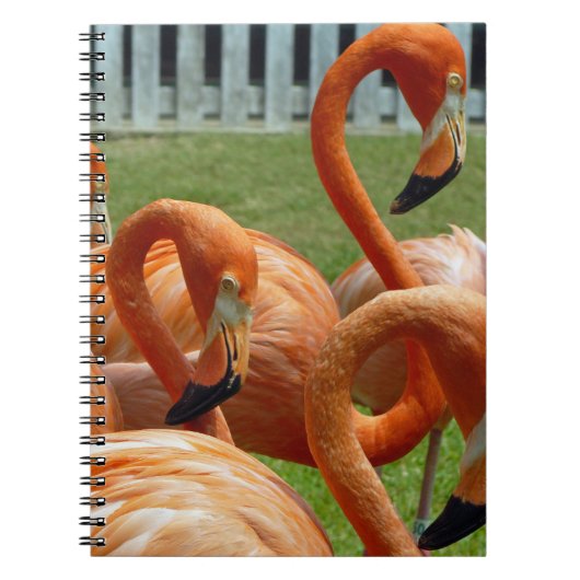 Buntes Flamingonotizbuch Notizblock (Vorderseite)