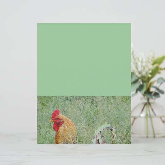 Buntes Huhn der Farm der Tiere der Hähne (Stehend Vorderseite)