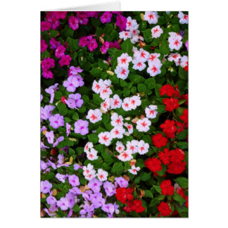 Buntes Impatiens