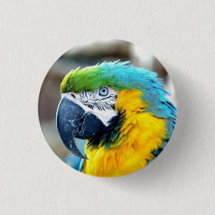 Buntes Macaw-Papageien-Porträt - Knopf Button