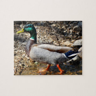 Buntes männliches Stockenten-Enten-Gehen Puzzle