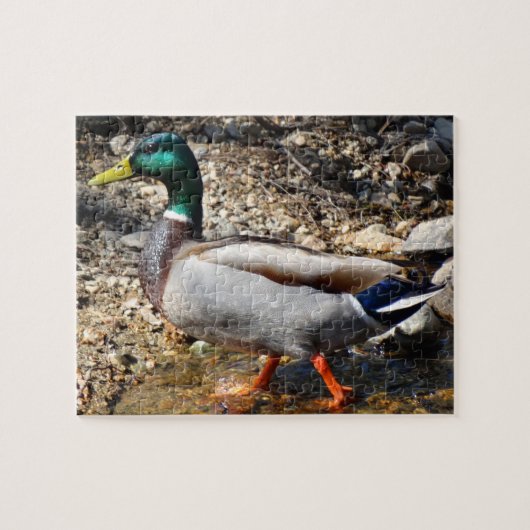 Buntes männliches Stockenten-Enten-Gehen Puzzle (Horizontal)